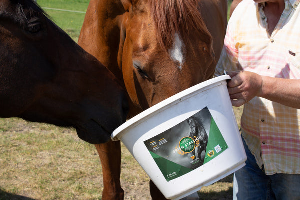 Hevonen juomassa Green Stallion -juomaa